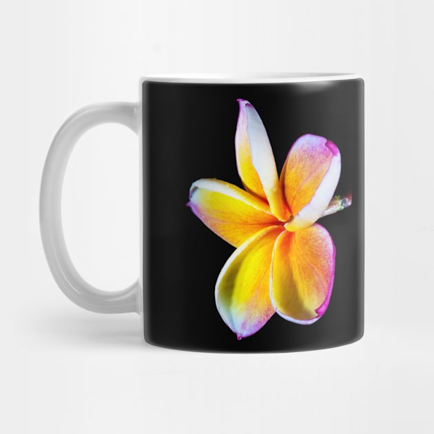 plumeria-flowers-frangipani-floral-blossom-petal-shirtyshirto-90 by Shirty.Shirto